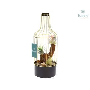 Metaal fles goudzwart Medium met Tillandsia Air Plants