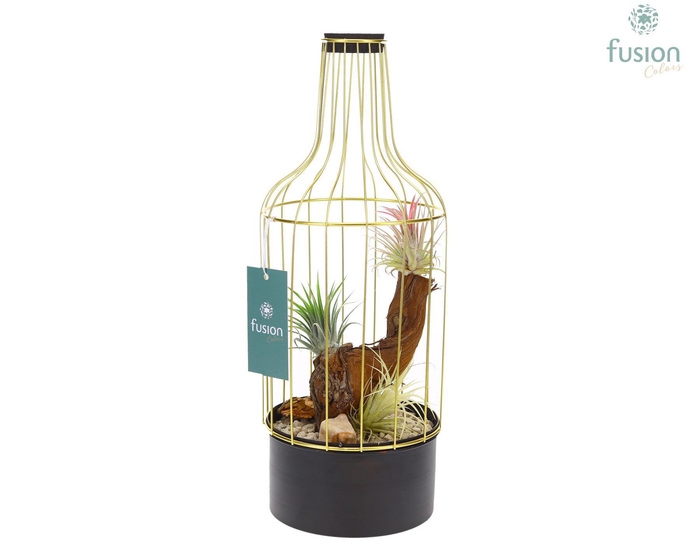 <h4>Metaal fles goudzwart Medium met Tillandsia Air Plants</h4>