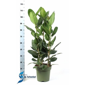 FICUS BENG AUDREY