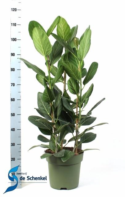 <h4>FICUS BENG AUDREY</h4>