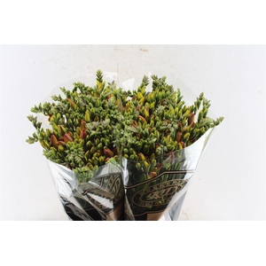 Fr Du Clementine Orange