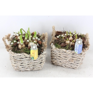 arr4 Bollenmix PL - Mand 4kant