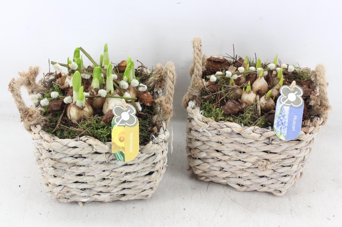 <h4>arr4 Bollenmix PL - Mand 4kant</h4>