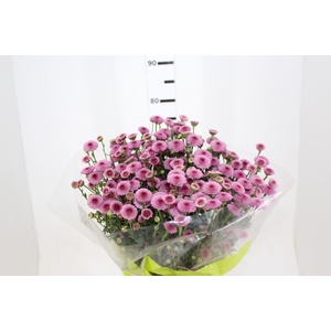 CRISANTEMO CALIMERO PINK 080 CM