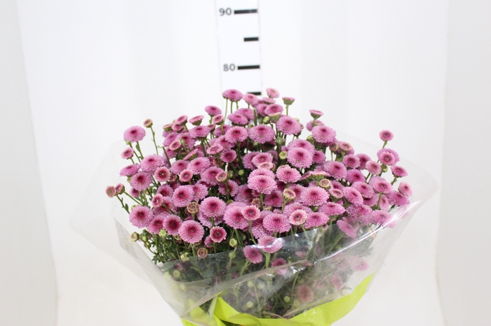 CRISANTEMO CALIMERO PINK 080 CM