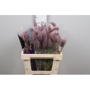 Ptilotus Ex Matilda