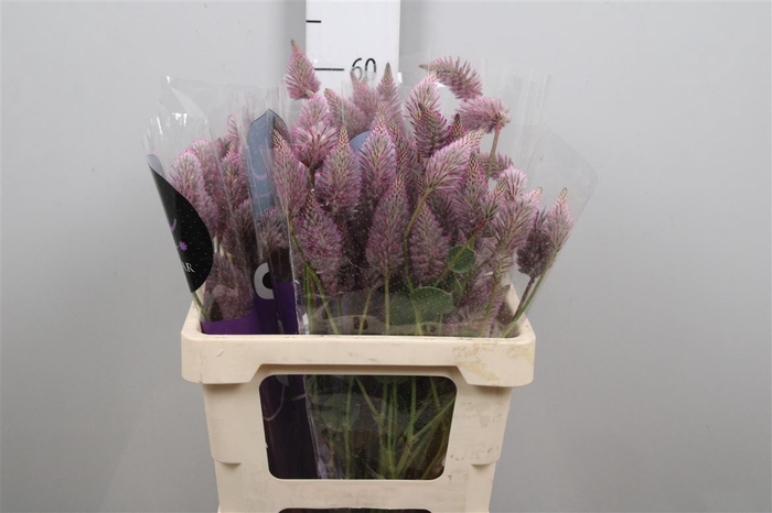 <h4>Ptilotus Ex Matilda</h4>