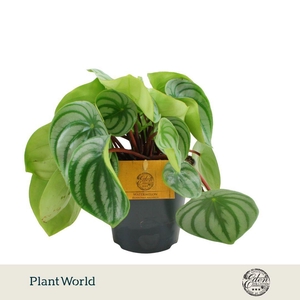 Peperomia Argyreia 12cm
