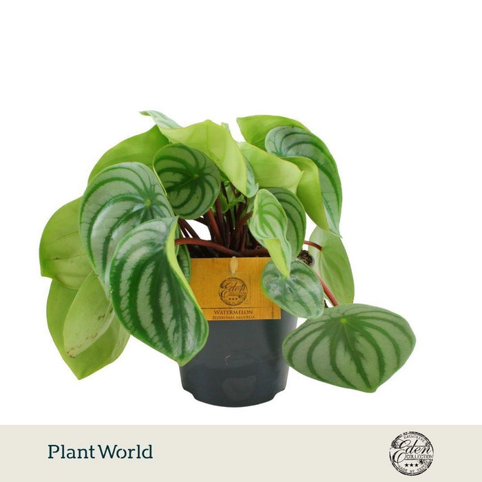 <h4>Peperomia Argyreia 12cm</h4>