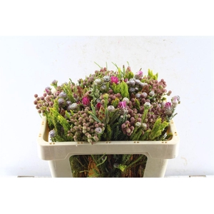 Kaaps Groen Gemengd In Bos