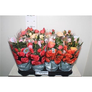 Ro Kordan Grande Gem