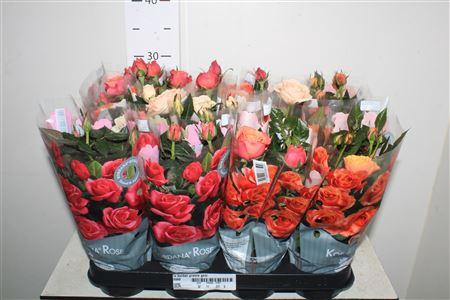 <h4>Ro Kordan Grande Gem</h4>