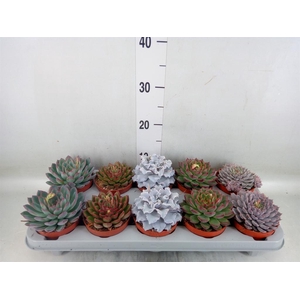 Echeveria ...mix