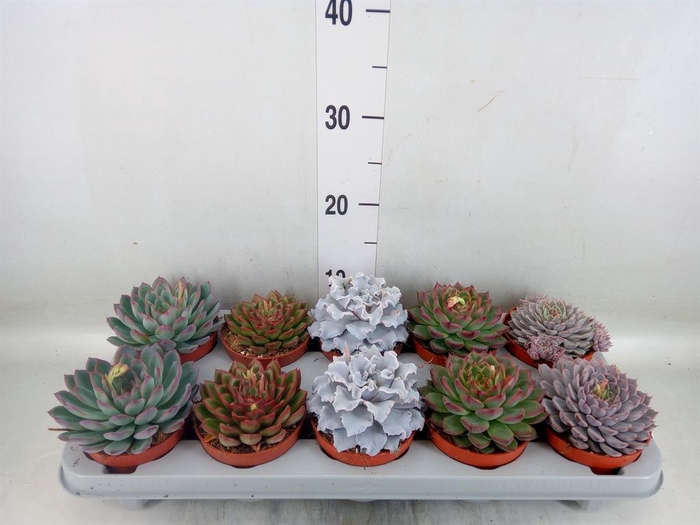 <h4>Echeveria   ...mix</h4>