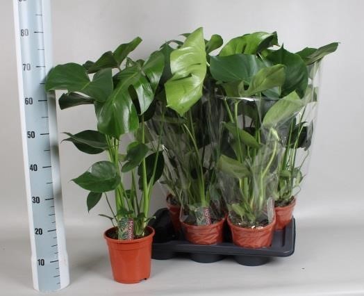 <h4>MONSTERA DELICIOSA</h4>