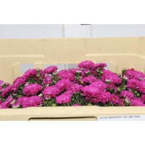 ASTER MARIANA 040 CM PINK