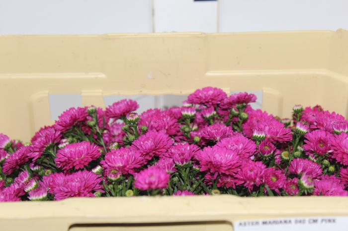 <h4>ASTER MARIANA 040 CM PINK</h4>