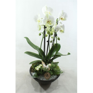 6786 WITTE EBBI CASCADE