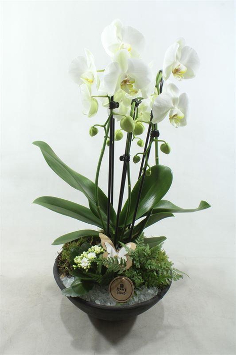 <h4>6786 WITTE EBBI CASCADE</h4>