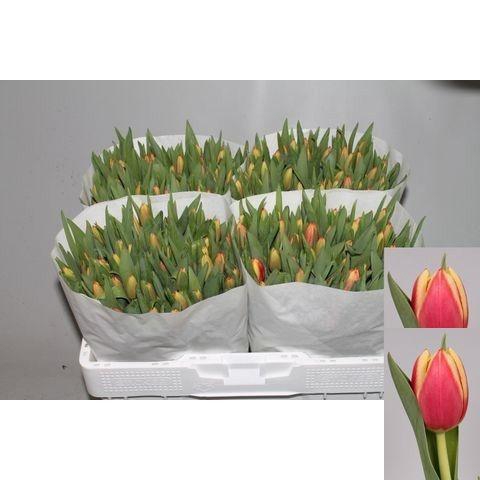 <h4>TU EN LEEN VD MARK</h4>