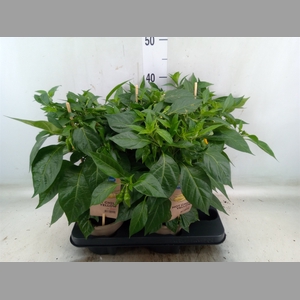 Capsicum annuum   ...peper