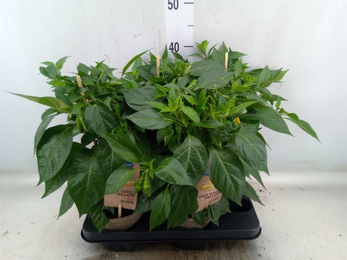 Capsicum annuum   ...peper