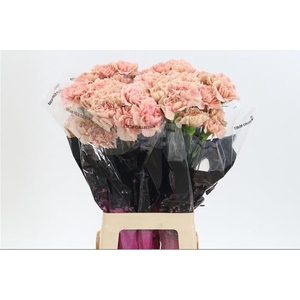 DIANTHUS ST 'CARAMEL'