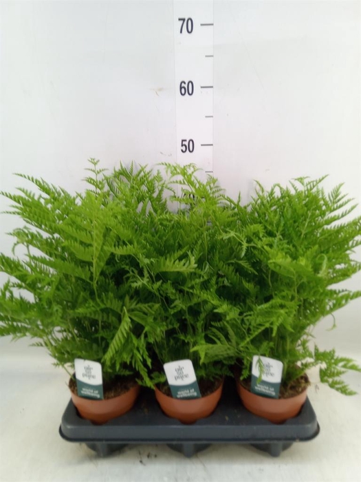 <h4>Pteris straminea</h4>
