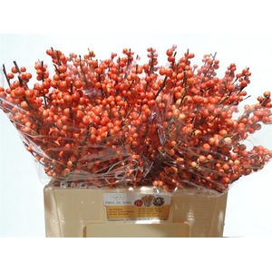ILEX VE OUDIJ ORANGE