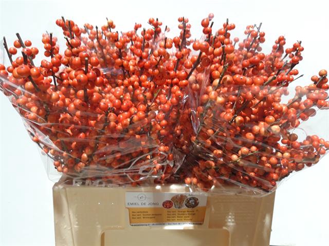 ILEX VE OUDIJ ORANGE