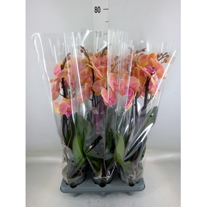Phalaenopsis   ...