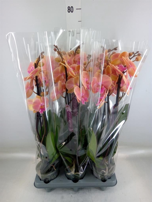 <h4>Phalaenopsis   ...</h4>