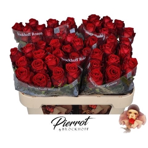 Rozen Red Naomi