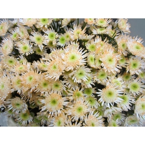 Chr S Maradona Sweet Zalm