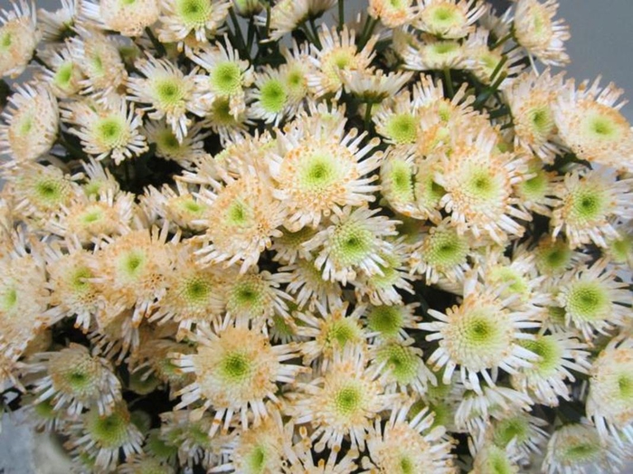 <h4>Chr S Maradona Sweet Zalm</h4>