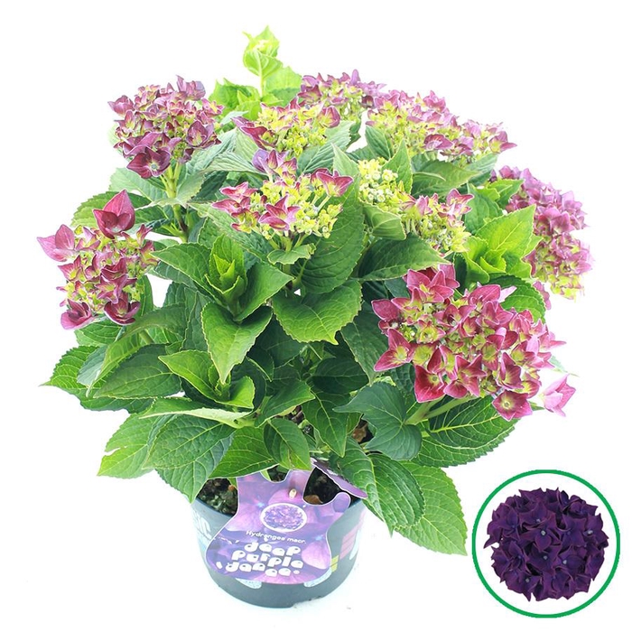 <h4>Hydrangea macr. Music Collection® 'Deep Purple Dance'® C5 (23cm.) Kn.</h4>