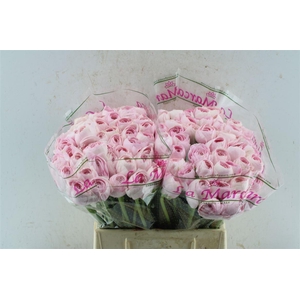 Ran Kloon Prima Rosa 121