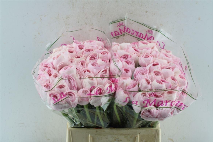 <h4>Ran Kloon Prima Rosa 121</h4>