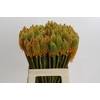 Kniphofia Eycone Peach