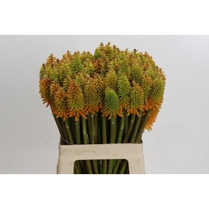Kniphofia Eycone Peach