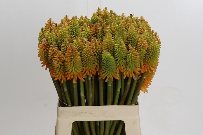 <h4>Kniphofia Eycone Peach</h4>