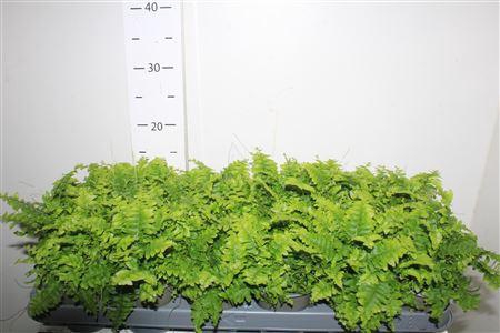 <h4>Nephr Ex Green Momen</h4>