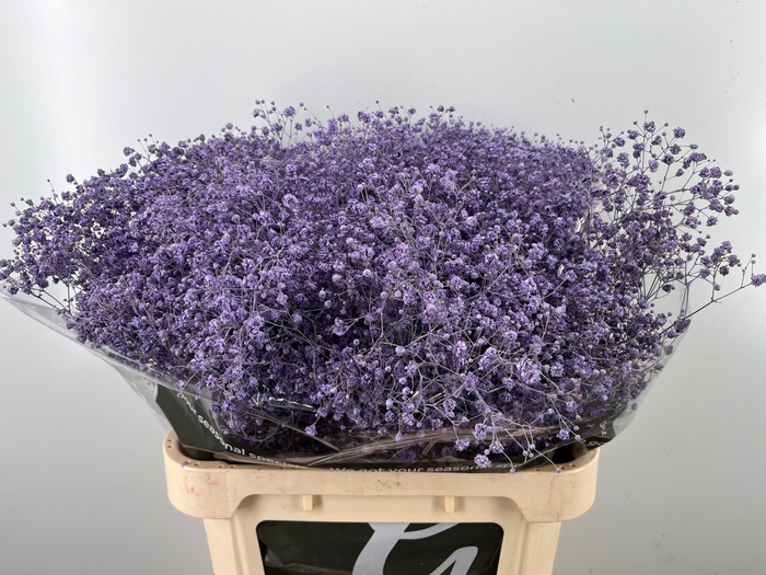 <h4>GYPS KLB H%</h4>