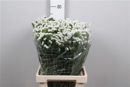 <h4>Lim S White Starl Wings</h4>
