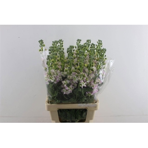 MATTH AIDA CHERRYBLO