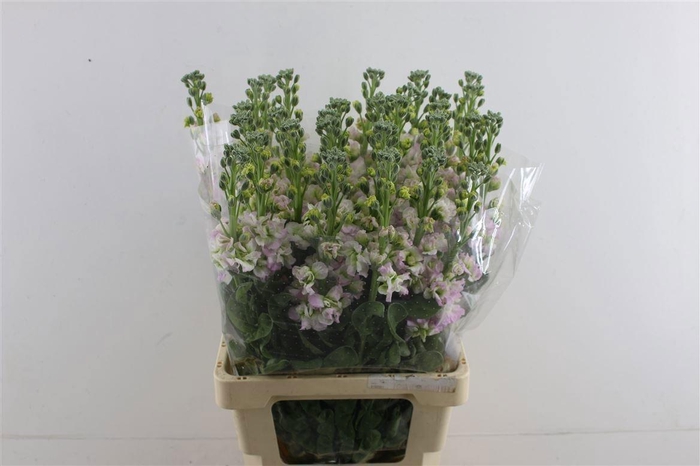 <h4>MATTH AIDA CHERRYBLO</h4>