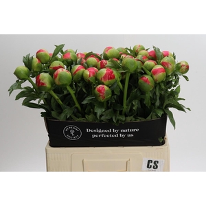 Paeonia Coral Sunset