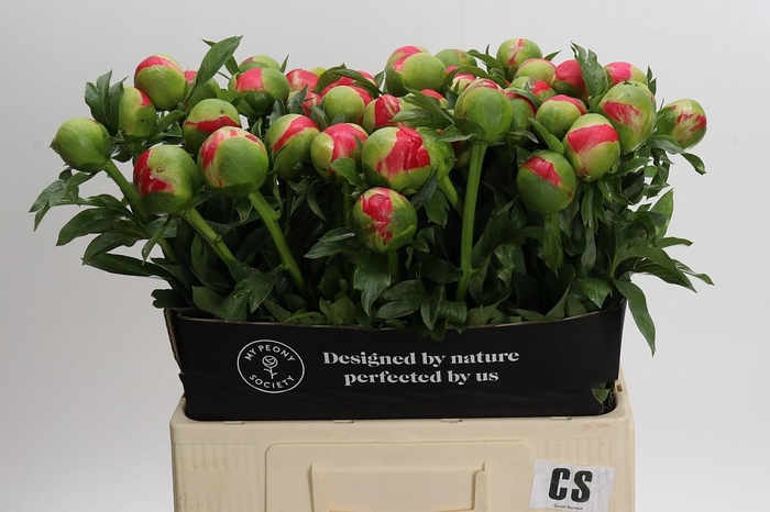 <h4>Paeonia Coral Sunset</h4>