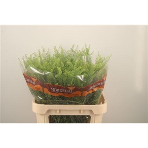 Lepidium Green Bell