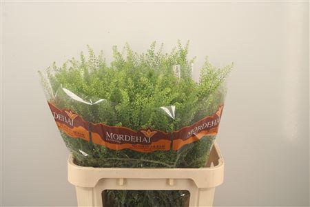 <h4>Lepidium Green Bell</h4>